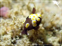 Colpodaspis thompsoni