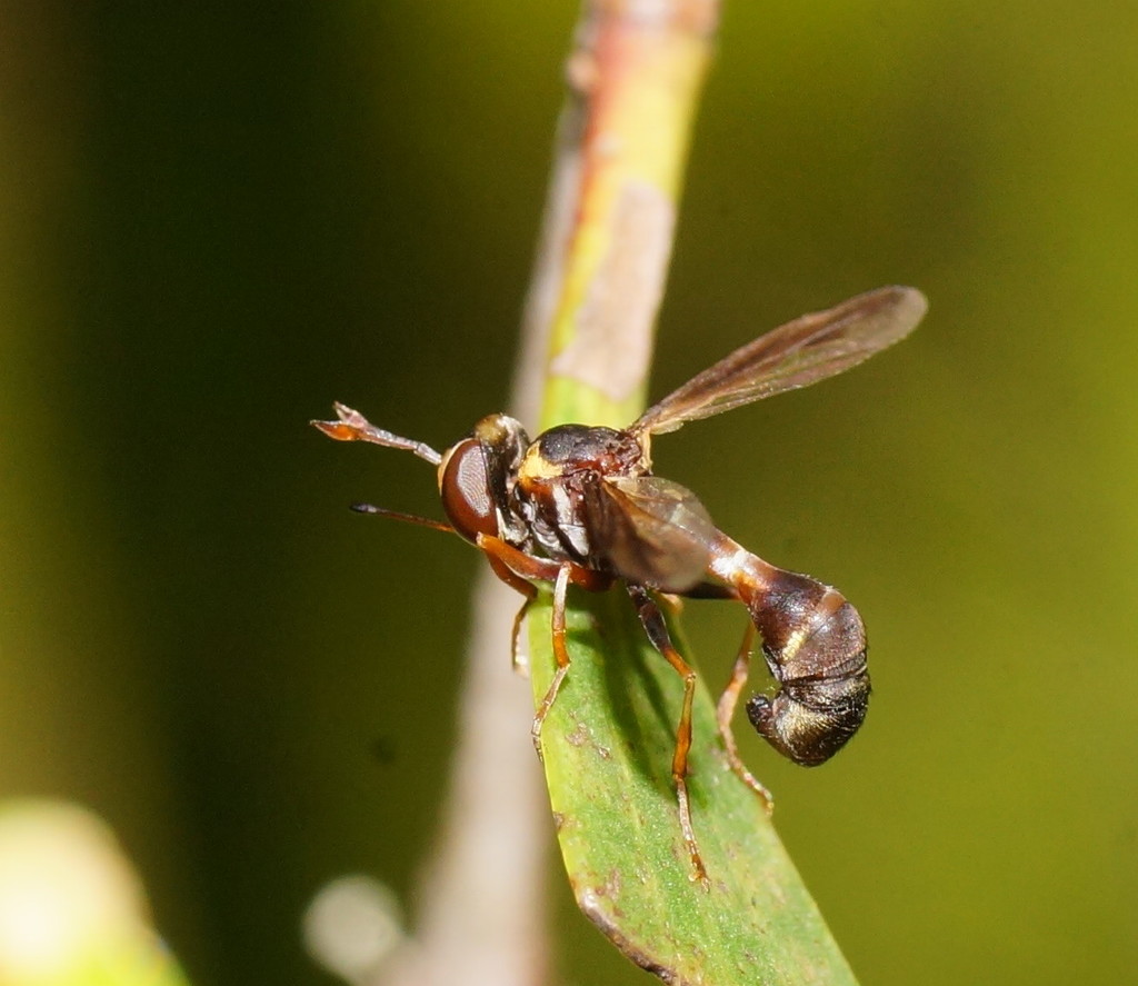 Physocephala minuta