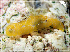 Plocamopherus pecoso