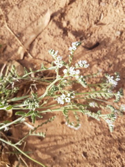 Heliotropium