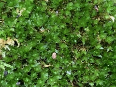 Ptychostomum capillare