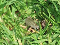 Zizeeria knysna knysna