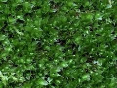 Ptychostomum capillare