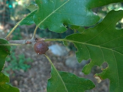 Andricus infectorius