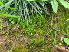 Gongylanthus ericetorum