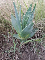 Aloe