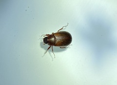 Melolonthinae