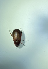 Melolonthinae