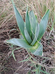 Aloe