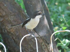 Lanius collaris collaris