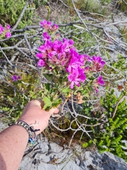 Pelargonium cucullatum