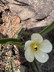 Hibiscus aethiopicus