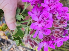 Pelargonium cucullatum
