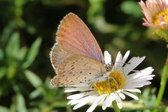 Zizeeria knysna knysna