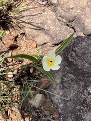 Hibiscus aethiopicus