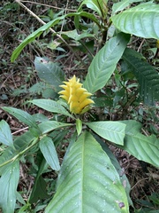 Aphelandra