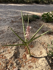 Sansevieria