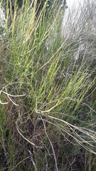 Senna aphylla