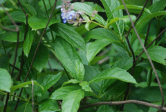 Rotheca myricoides