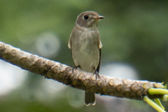 Muscicapa