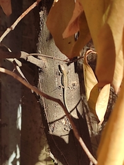 Podarcis muralis maculiventris