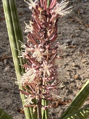 Sansevieria