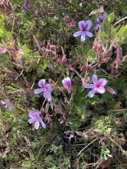 Pelargonium betulinum