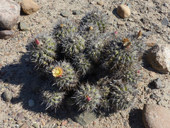 Copiapoa coquimbana