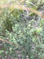 Cliffortia carinata