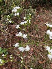 Ageratina jucunda