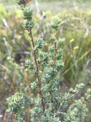 Cliffortia carinata