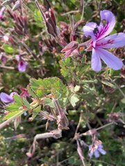 Pelargonium betulinum
