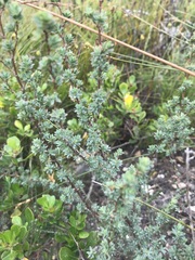 Cliffortia carinata