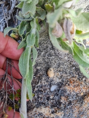 Syncarpha speciosissima