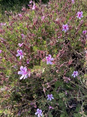 Pelargonium betulinum