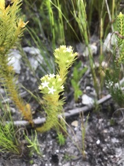 Thesium capitatum