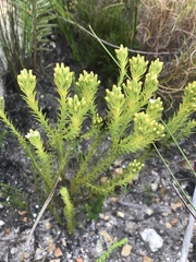 Thesium capitatum