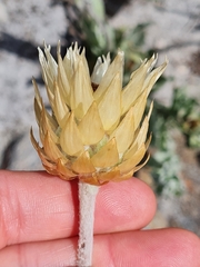 Syncarpha speciosissima