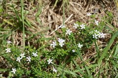 Chaenostoma hispidum