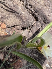 Hibiscus aethiopicus