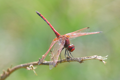 Trithemis arteriosa