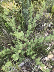 Cliffortia carinata