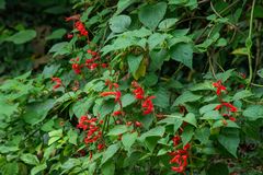 Salvia splendens
