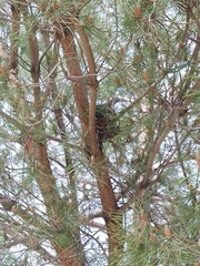 Patagioenas maculosa