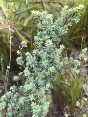 Cliffortia carinata