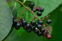 Syzygium cumini