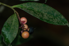 Syzygium cumini