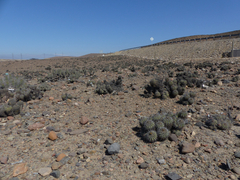 Copiapoa coquimbana