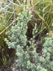 Cliffortia carinata