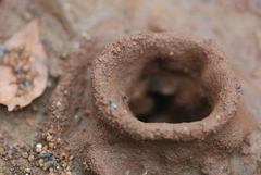 Pheidole sykesii